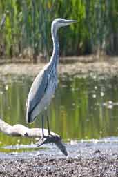 Juvenile Grey Heron, Aberlady, East Lothian, Scotland, September 2003 - click for larger image