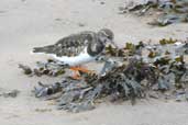 Turnstone in winter plumage, Musselburgh, Scotland, November 2002 - click for larger image