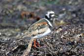 Male Turnstone in summer plumage, Westray, Orkney, Scotland, May 2003 - click for larger image