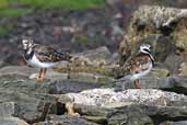Female and Male Turnstone in summer plumage, Westray, Orkney, Scotland, May 2003 - click for larger image