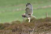 Short-eared Owl, Orkney, Scotland, May 2003 - click for larger image