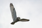 Short-eared Owl, Orkney, Scotland, May 2003 - click for larger image