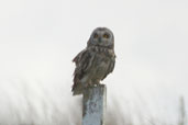 Short-eared Owl, Orkney, Scotland, May 2003 - click for larger image