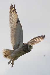 Short-eared Owl, Orkney, Scotland, May 2003 - click for larger image