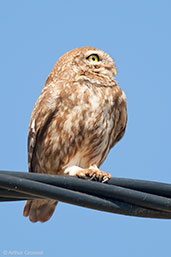 Little Owl, Asni Valley, Morocco, April 2014 - click for larger image