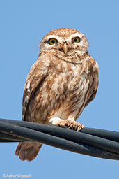 Little Owl, Asni Valley, Morocco, April 2014 - click for larger image