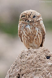 Little Owl, Oued Massa, Morocco, May 2014 - click for larger image