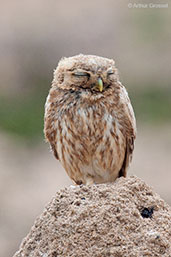 Little Owl, Oued Massa, Morocco, May 2014 - click for larger image