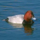 Male Pochard, Scotland, February 2001 - click for larger image