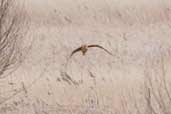 Bittern, Minsmere, Suffolk, England, March 2005 - click for larger image