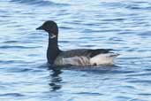 Brent Goose, Unst, Shetland, Scotland - click for larger image