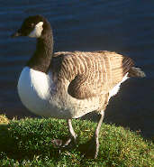 Canada Goose, Dunsapie Loch, Edinburgh, Scotland, November 2000 - click for larger image
