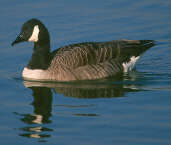 Canada Goose, Caerlaverock, Scotland, February 2001 - click for larger image