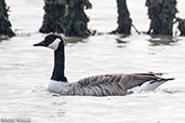 Canada Goose, Walton Backwater, Essex, England, September 2017 - click for larger image