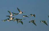 Barnacle Goose, Caerlaverock, Scotland, February 2001 - click for larger image