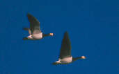 Barnacle Goose, Caerlaverock, Scotland, February 2001 - click for larger image