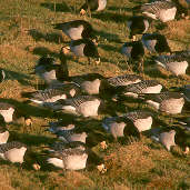 Barnacle Goose, Caerlaverock, Scotland, February 2001 - click for larger image