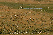 Barnacle Goose, Caerlaverock, Scotland, February 2001 - click for larger image