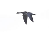 Barnacle Goose, Aberlady, East Lothian, Scotland, October 2006 - click for larger image