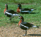 Red-breasted Goose (Captive) June 2001 - click for larger image