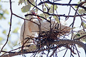 Cattle Egret, Asni Valley, Morocco, April 2014 - click for larger image