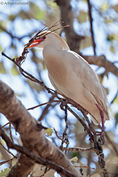 Cattle Egret, Asni Valley, Morocco, April 2014 - click for larger image