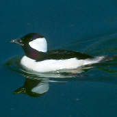 Male Bufflehead (Captive), June 2001 - click for larger image