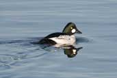 Male Goldeneye, Musselburgh, Scotland, February 2004 - click for larger image