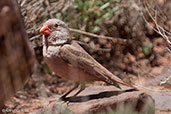 Trumpeter Finch, Ourzazate, Morocco, April 2014 - click for larger image