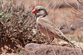 Trumpeter Finch, Ourzazate, Morocco, April 2014 - click for larger image
