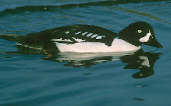 Male Barrow's Goldeneye (Captive) January 2002 - click for larger image