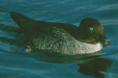 Female Barrow's Goldeneye (Captive) January 2002 - click for larger image