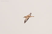 Eurasian Thick-knee, Oued Massa, Morocco, April 2014 - click for larger image