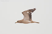 Eurasian Thick-knee, Oued Massa, Morocco, April 2014 - click for larger image