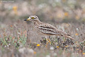 Eurasian Thick-knee, Oued Massa, Morocco, April 2014 - click for larger image