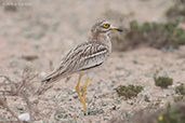 Eurasian Thick-knee, Oued Massa, Morocco, April 2014 - click for larger image