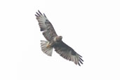 Common Buzzard, Aviemore, Scotland, August 2005 - click for larger image