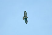 Common Buzzard, Angus, Scotland, July 2002 - click for larger image