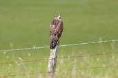 Common Buzzard, Angus, Scotland, July 2002 - click for larger image