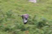 Common Buzzard, Findorn Valley, Invernessshire, Scotland, September 2002 - click for larger image