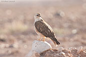 Long-legged Buzzard, Boumalne du Dades, Morocco, April 2014 - click for larger image