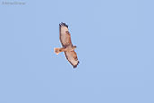 Long-legged Buzzard, Boumalne du Dades, Morocco, April 2014 - click for larger image