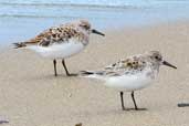 Sanderling, Yell, Shetland, Scotland, May 2004 - click for larger image