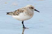 Sanderling, Yell, Shetland, Scotland, May 2004 - click for larger image