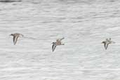 Sanderling, Yell, Shetland, Scotland, May 2004 - click for larger image