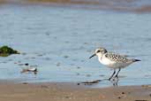 Juvenile Sanderling, Aberlady Bay, Scotland, September 2003 - click for larger image