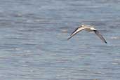 Juvenile Sanderling, Aberlady Bay, Scotland, September 2003 - click for larger image