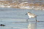 Juvenile Sanderling, Aberlady Bay, Scotland, September 2003 - click for larger image