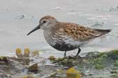 Dunlin, Yell, Shetland, Scotland, May 2004 - click for larger image