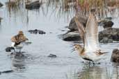 Dunlin, Yell, Shetland, Scotland, May 2004 - click for larger image